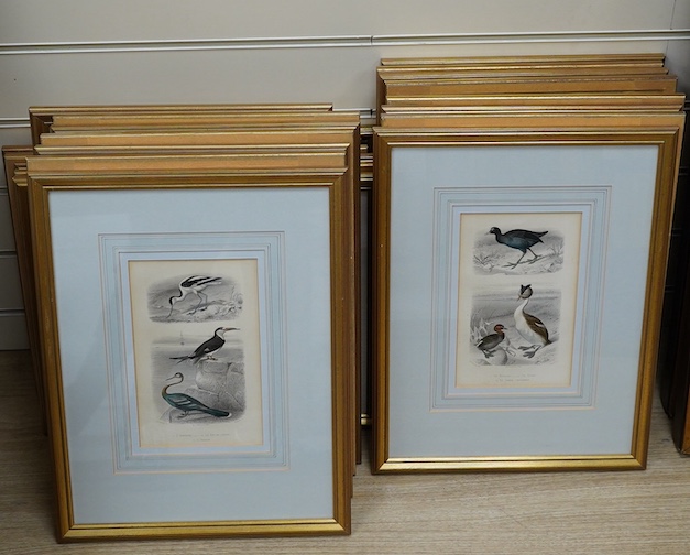 Twenty two 19th century French steel hand coloured engravings, birds to include ‘L’avocette’, 20 x 14cm. Condition - fair